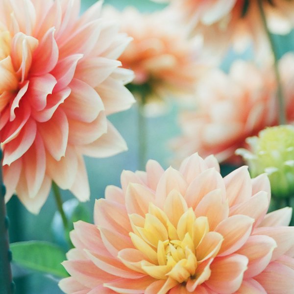 Dahlias aux tons pêche et corail