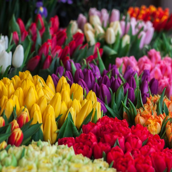 Étal de tulipes de toutes les couleurs