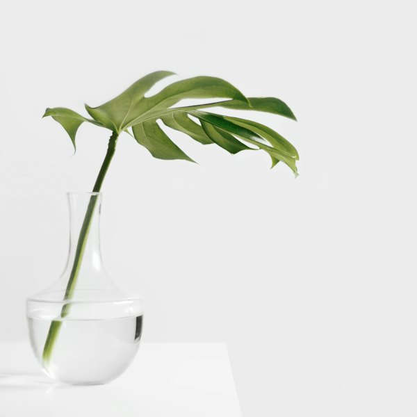 Feuille de monstera dans un vase en verre