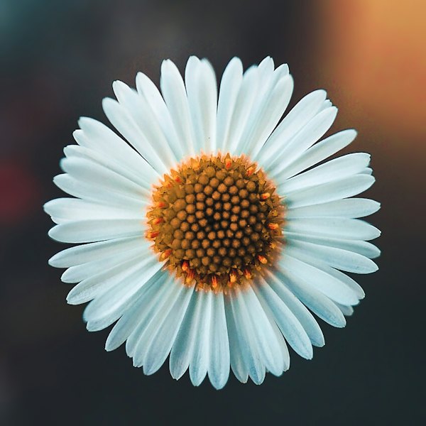 Marguerite blanche
