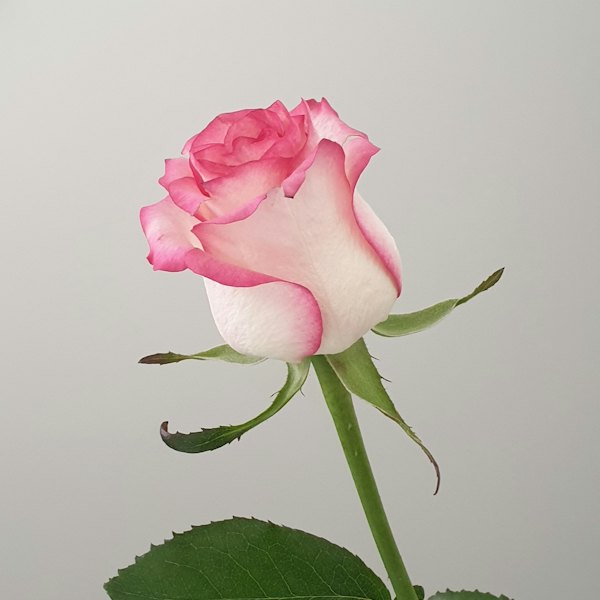 Rose blanche bordée de rose