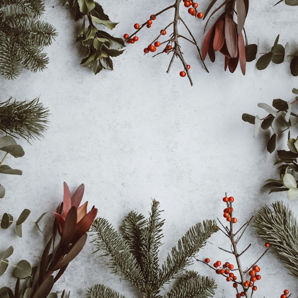 Branches de sapin et baies rouges sur fond blanc