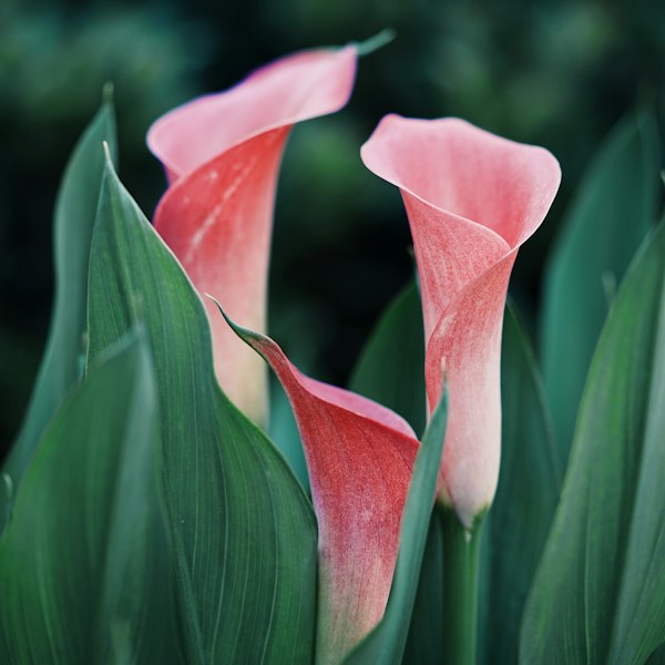 Fleurs d'arums roses