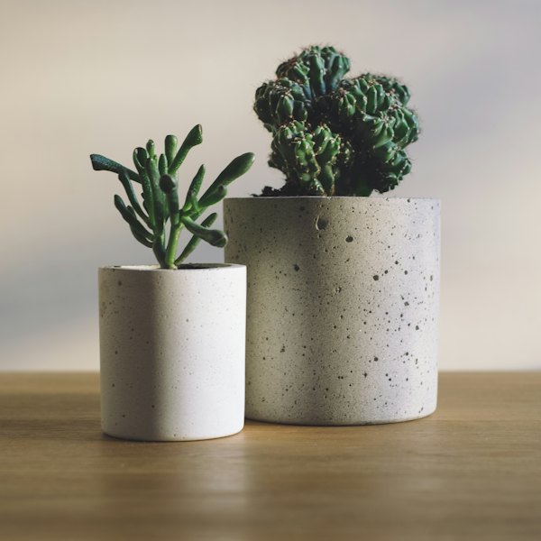 Plantes grasses dans des pots en béton