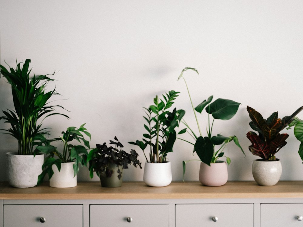 Plantes vertes d'intérieur en pots blancs alignées sur un meuble