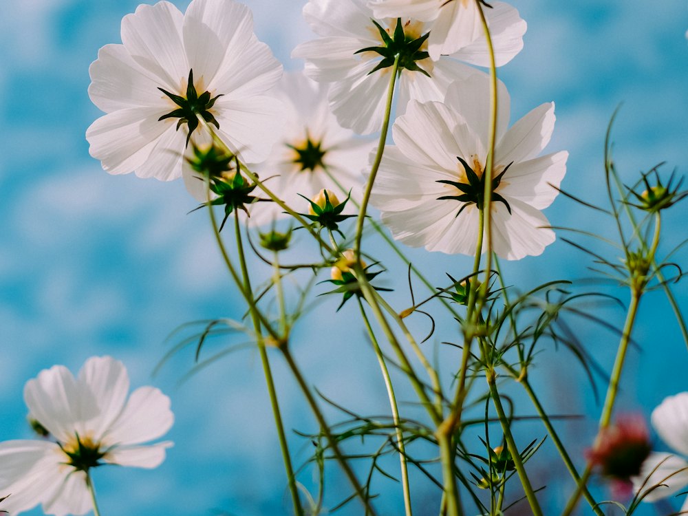 Fleurs blanches de cosmos sous le ciel